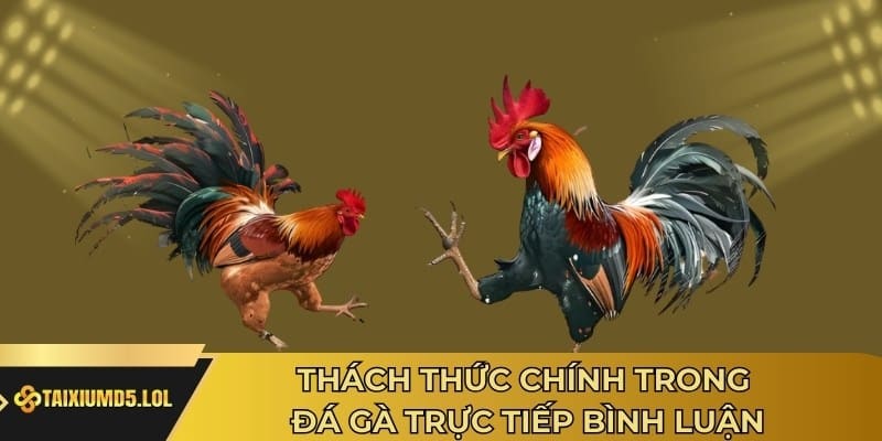 Thách thức chính trong đá gà trực tiếp bình luận