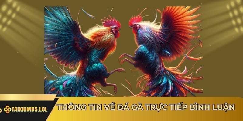 Thông tin về đá gà trực tiếp bình luận